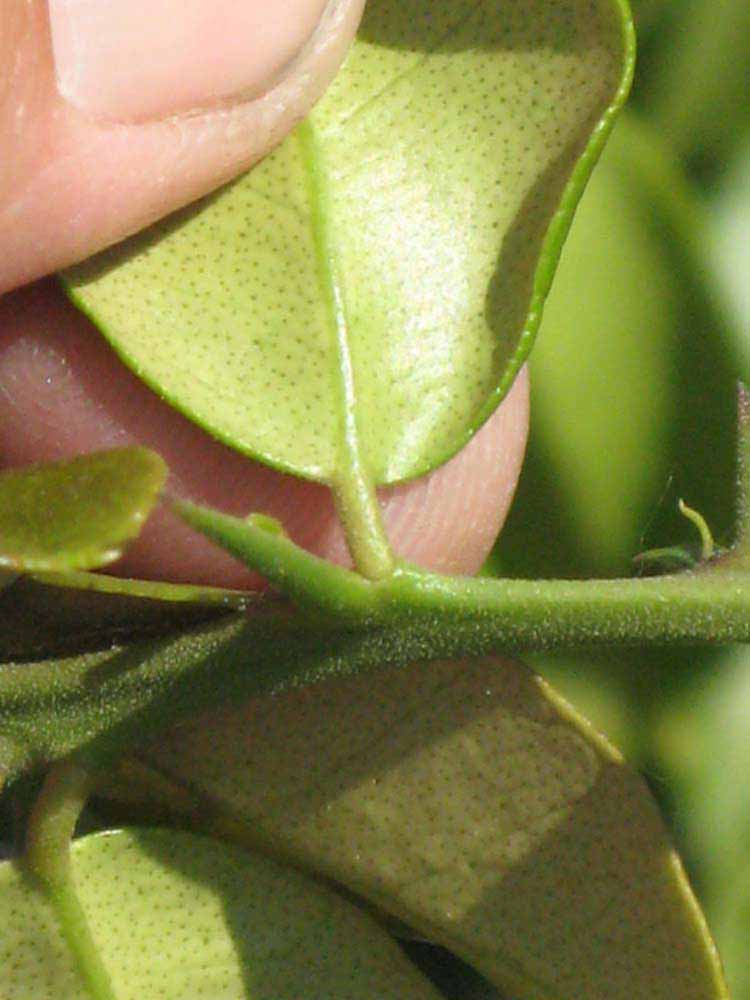              Petiole (Riverside, CA)       